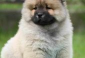 Chow Chow Cau Cau Čau Čau