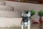 Francuski Buldog VRHUNSKI stenci