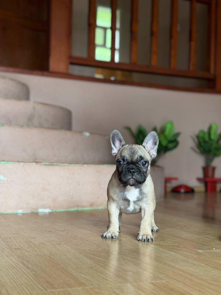 Francuski Buldog VRHUNSKI stenci