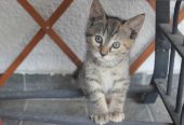 Poklanjam mačiće (: