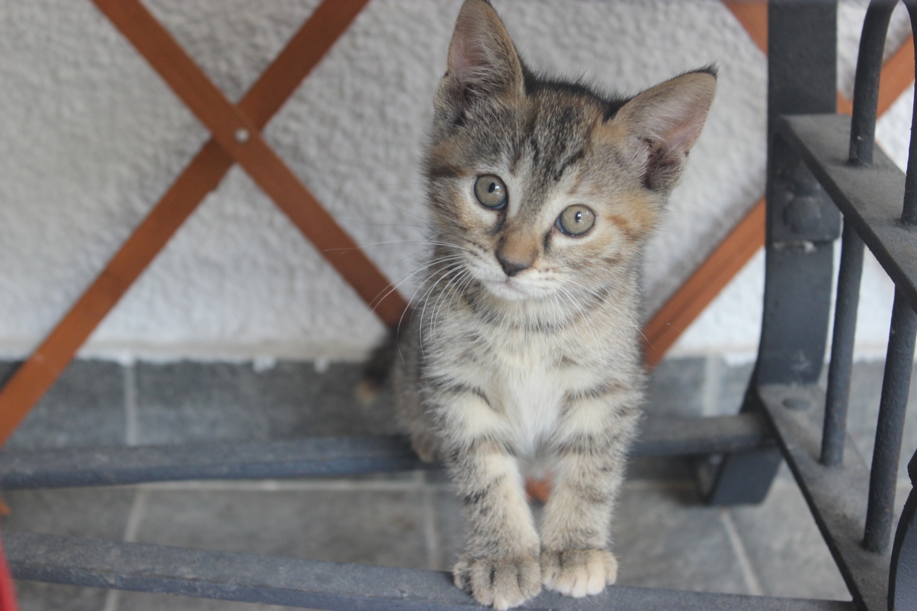 Poklanjam mačiće (: