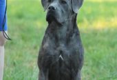 Cane corso štenci