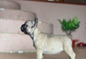Francuski Buldog prelepi štenci