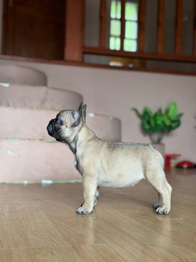 Francuski Buldog prelepi štenci