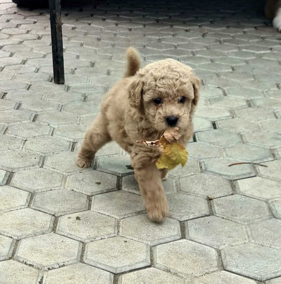 Toy mini aprikot PUDLA