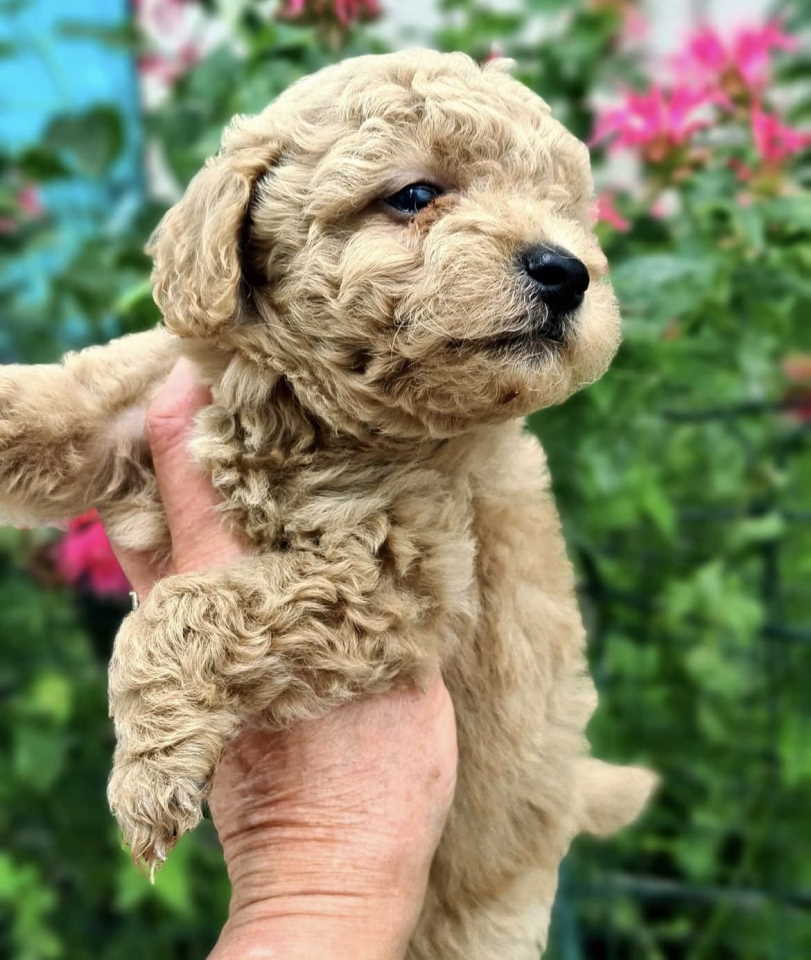 Toy mini aprikot PUDLA