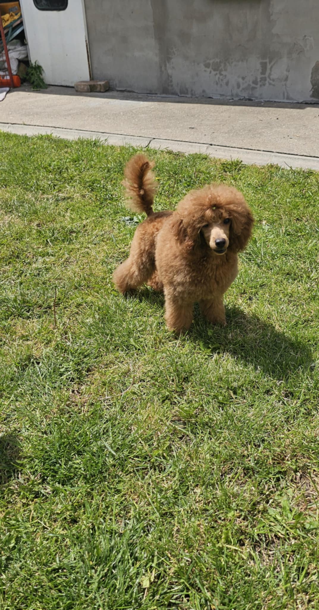 Crvena Toy Pudla musko stene