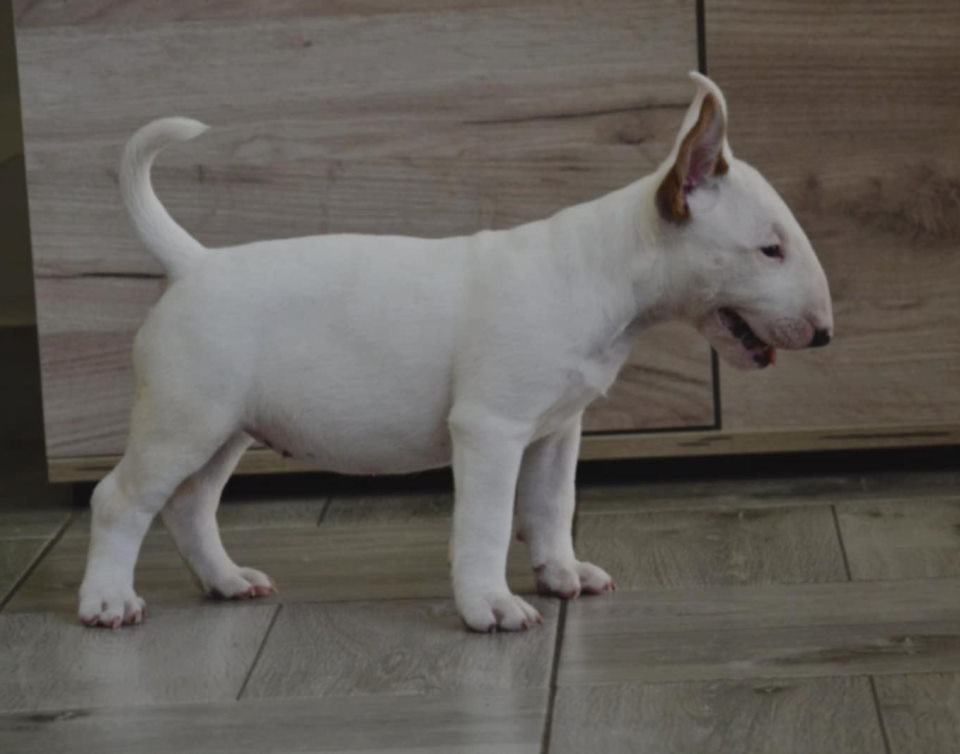 BULL TERRIJERI