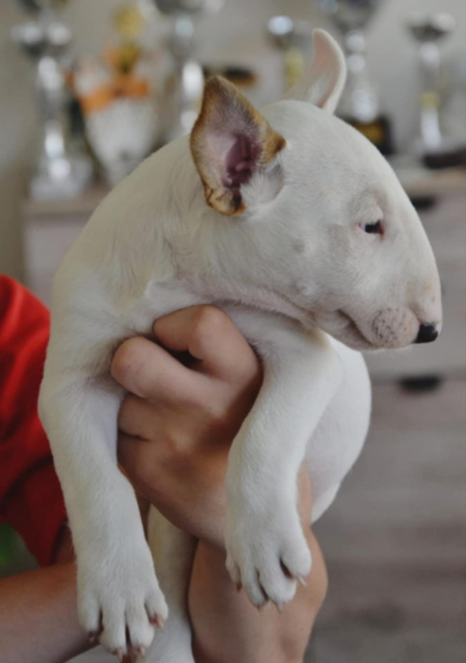 BULL TERRIJERI