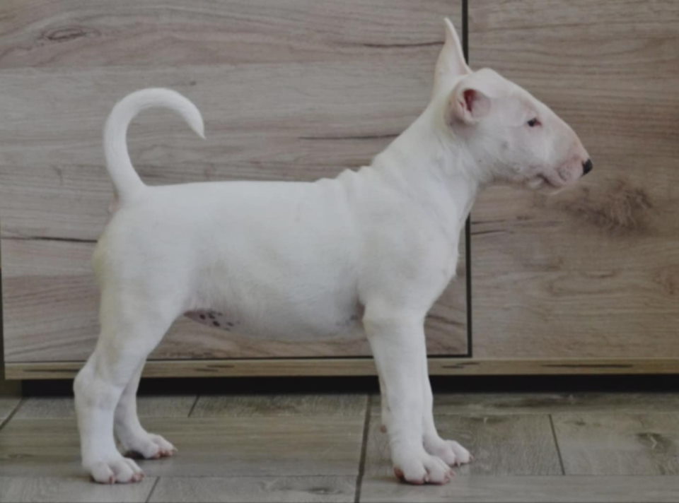 BULL TERRIJERI