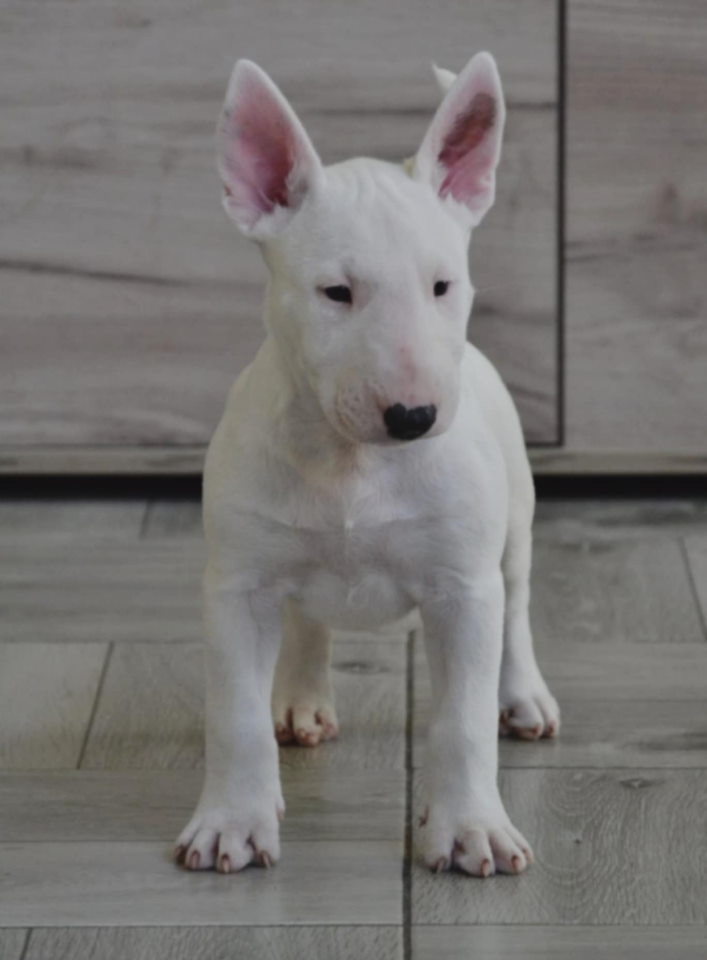 BULL TERRIJERI
