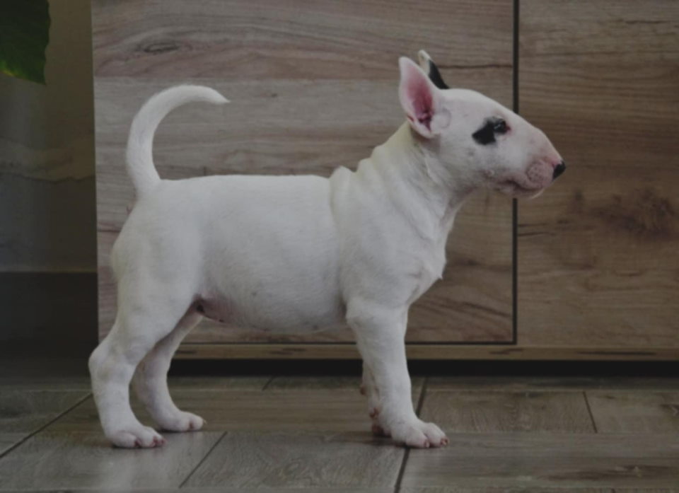 BULL TERRIJERI