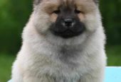 Chow Chow Cau Cau Čau Čau