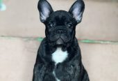 Francuski Buldog prelepi štenci