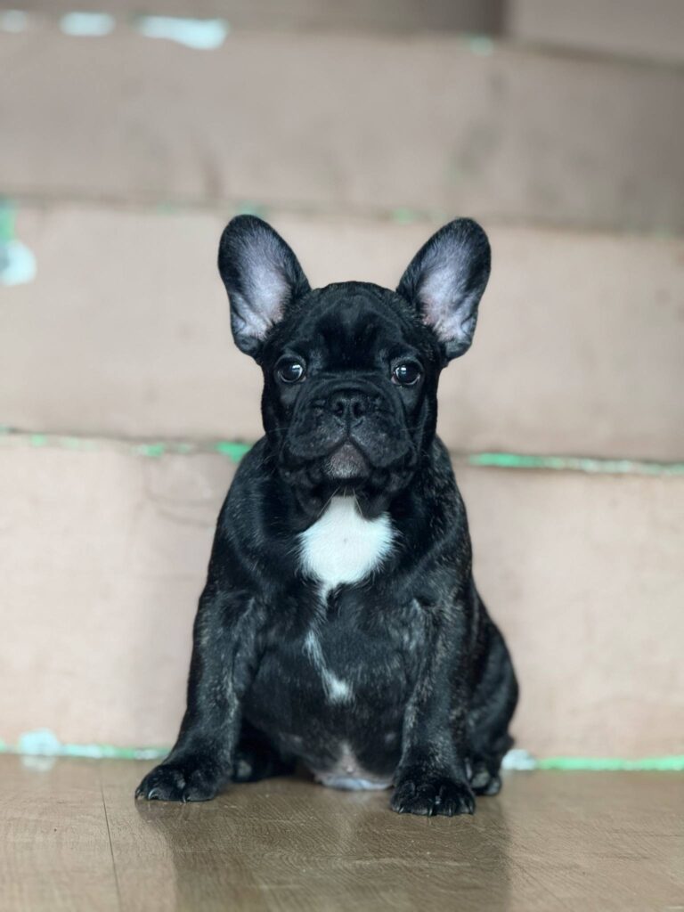 Francuski Buldog prelepi štenci
