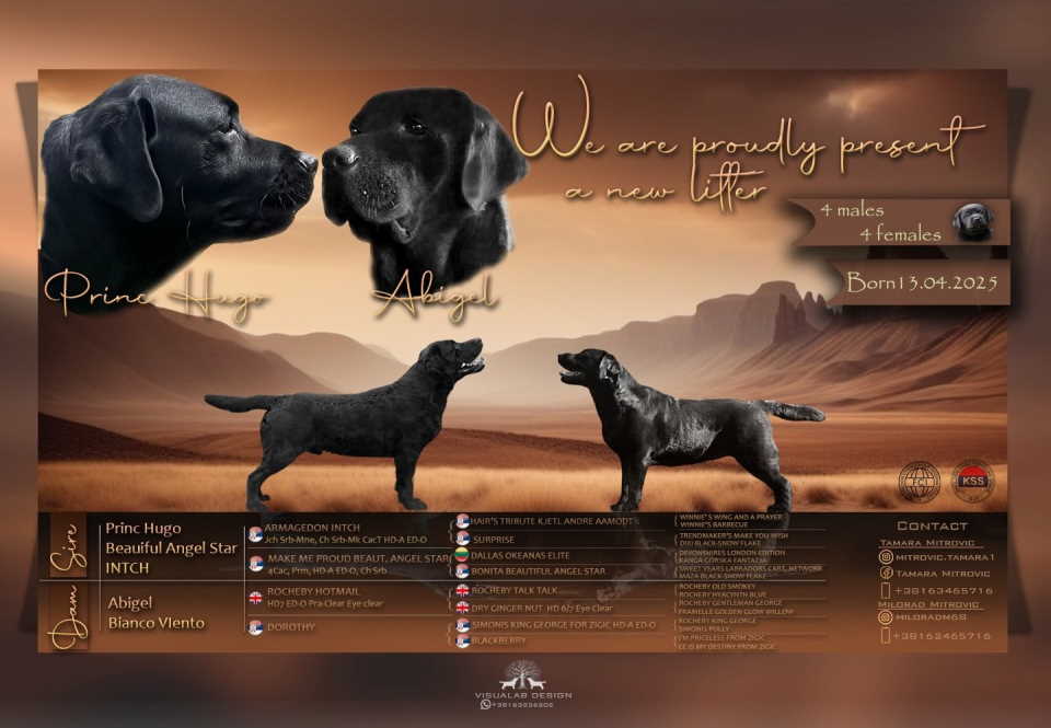 Na prodaju stenci Labrador retriver