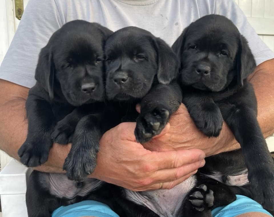 Na prodaju stenci Labrador retriver