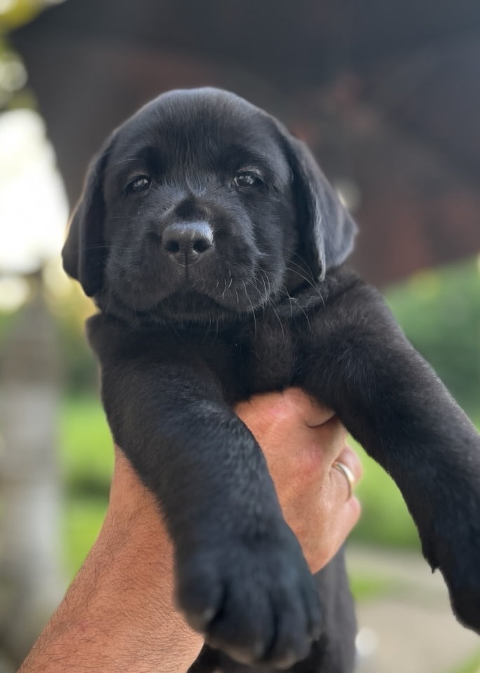 Na prodaju stenci Labrador retriver