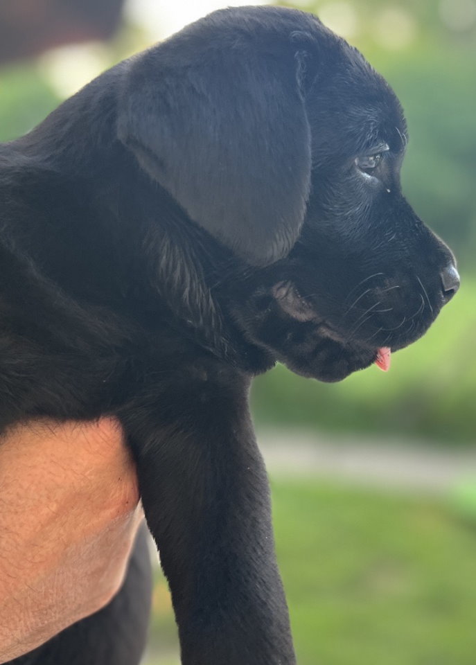 Na prodaju stenci Labrador retriver