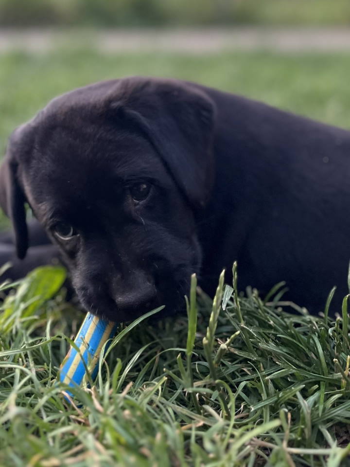 Na prodaju stenci Labrador retriver