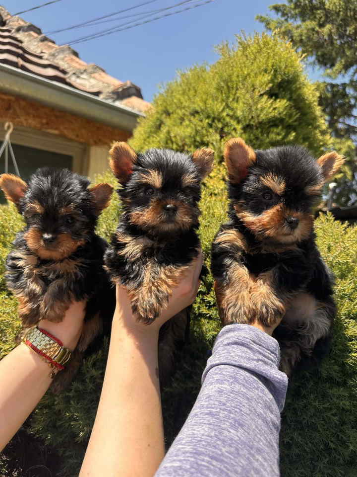 Jorkširski terijeri jorki terijeri