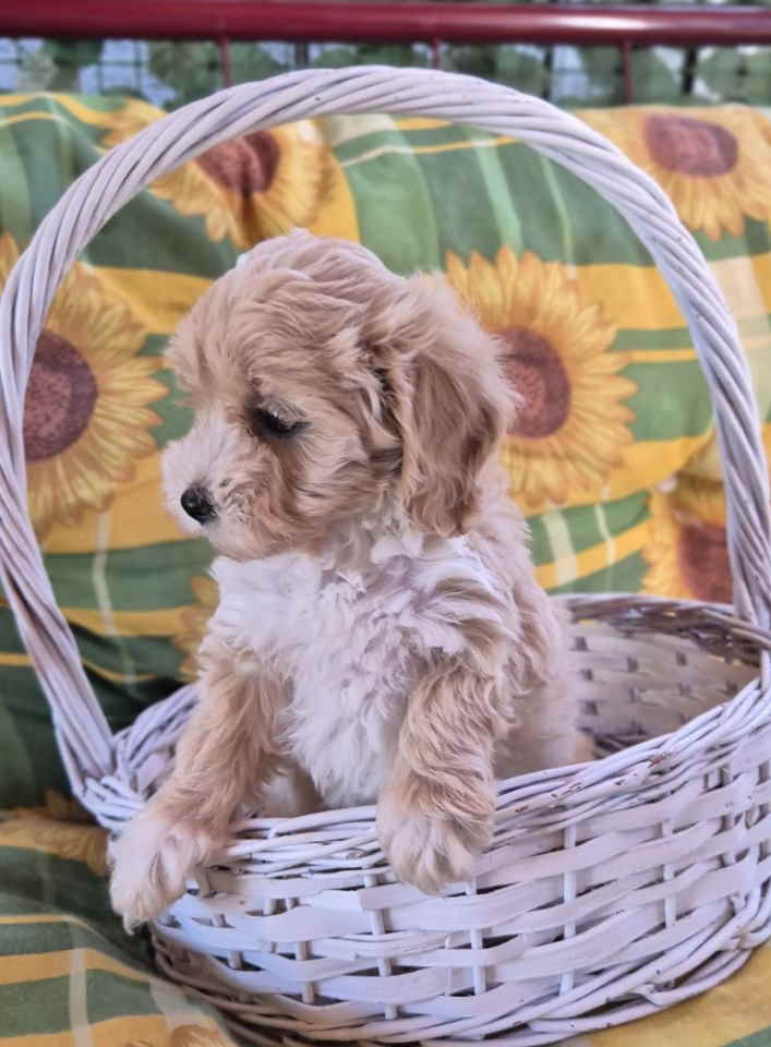 Dostupni za preuzimanje MALTIPO