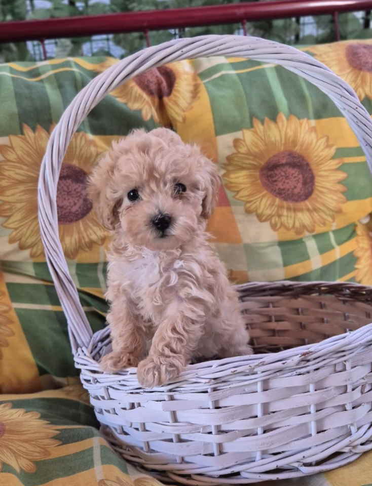 Dostupni za preuzimanje MALTIPO