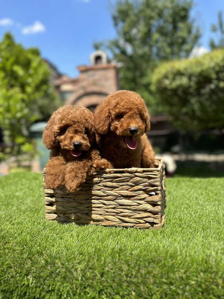 U ponudi crvene patuljaste pudle,