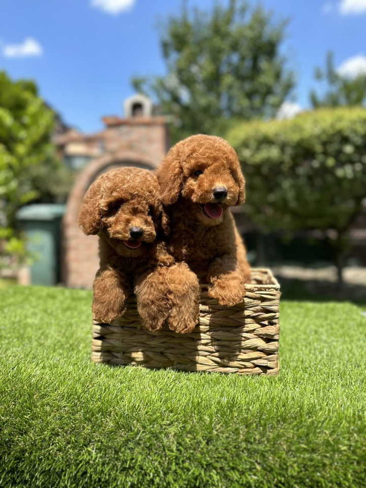 U ponudi crvene patuljaste pudle,