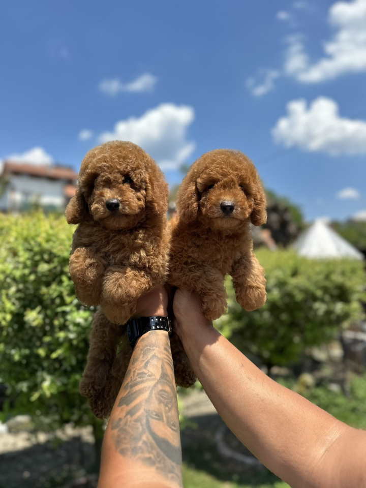 U ponudi crvene patuljaste pudle,