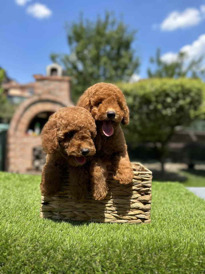 U ponudi crvene patuljaste pudle,