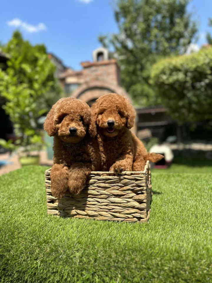 U ponudi crvene patuljaste pudle,