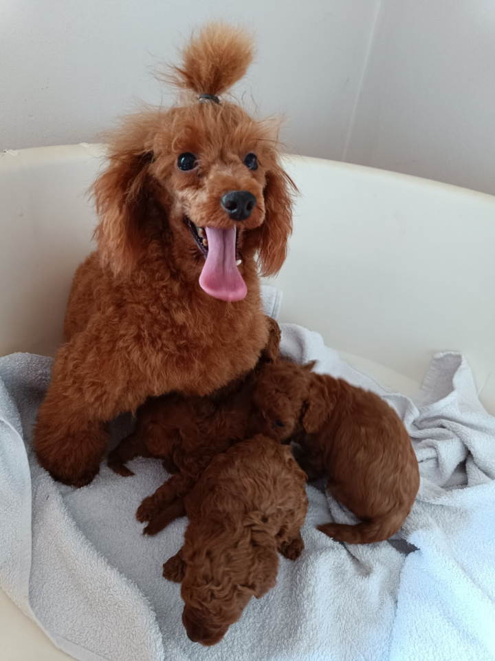 Prodajem štence Francuske patuljaste pudle