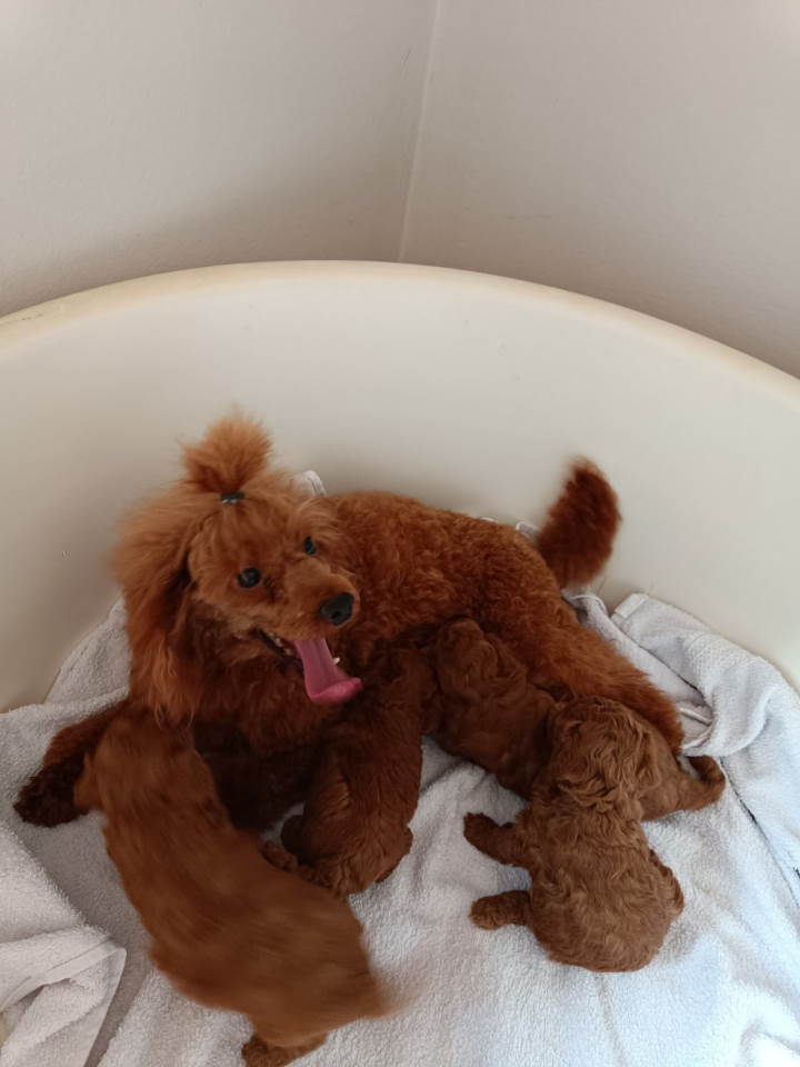 Prodajem štence Francuske patuljaste pudle