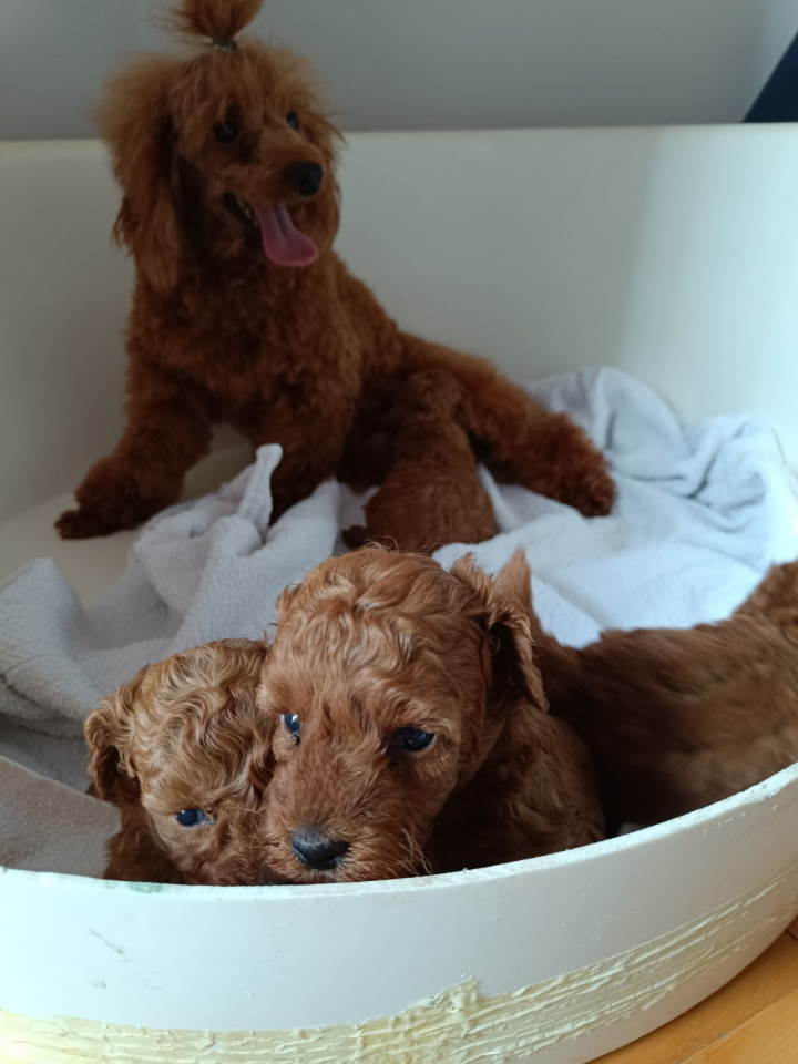 Prodajem štence Francuske patuljaste pudle