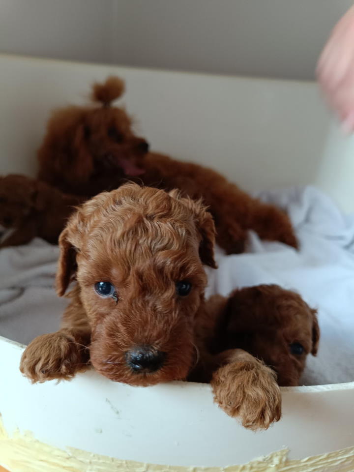 Prodajem štence Francuske patuljaste pudle