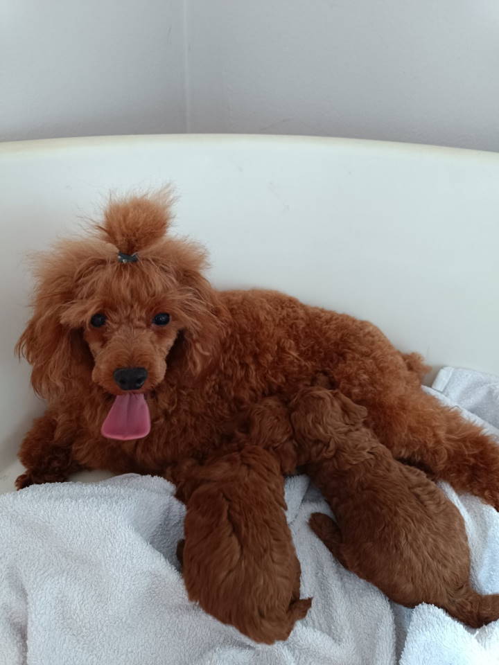 Prodajem štence Francuske patuljaste pudle