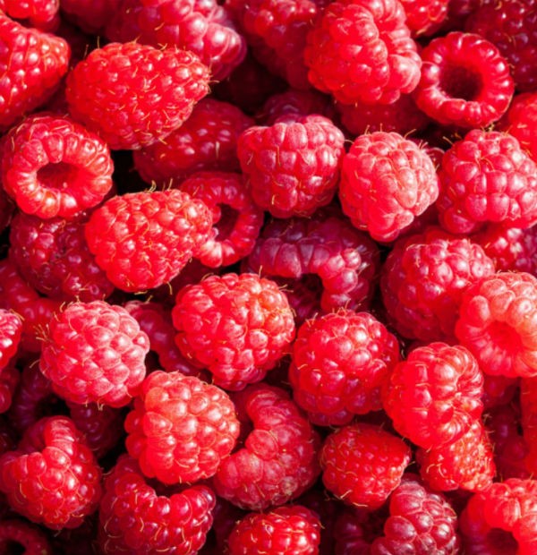 Radnice za berbu malina