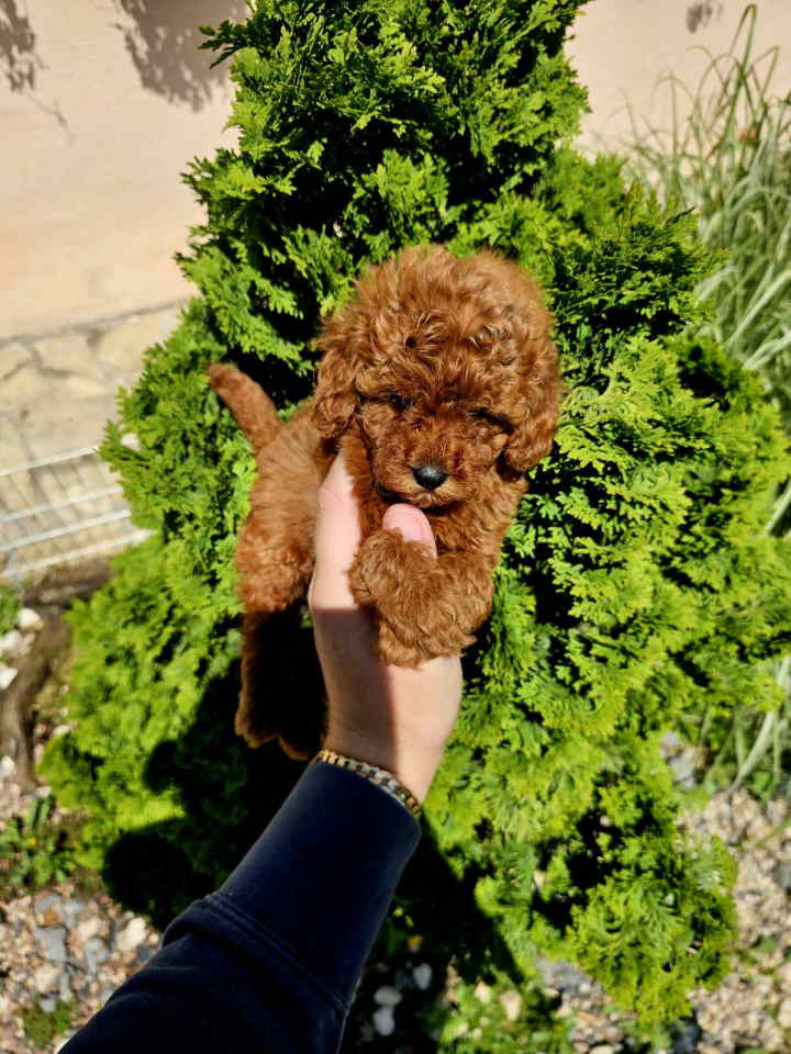 Teddy bear toy PUDLE