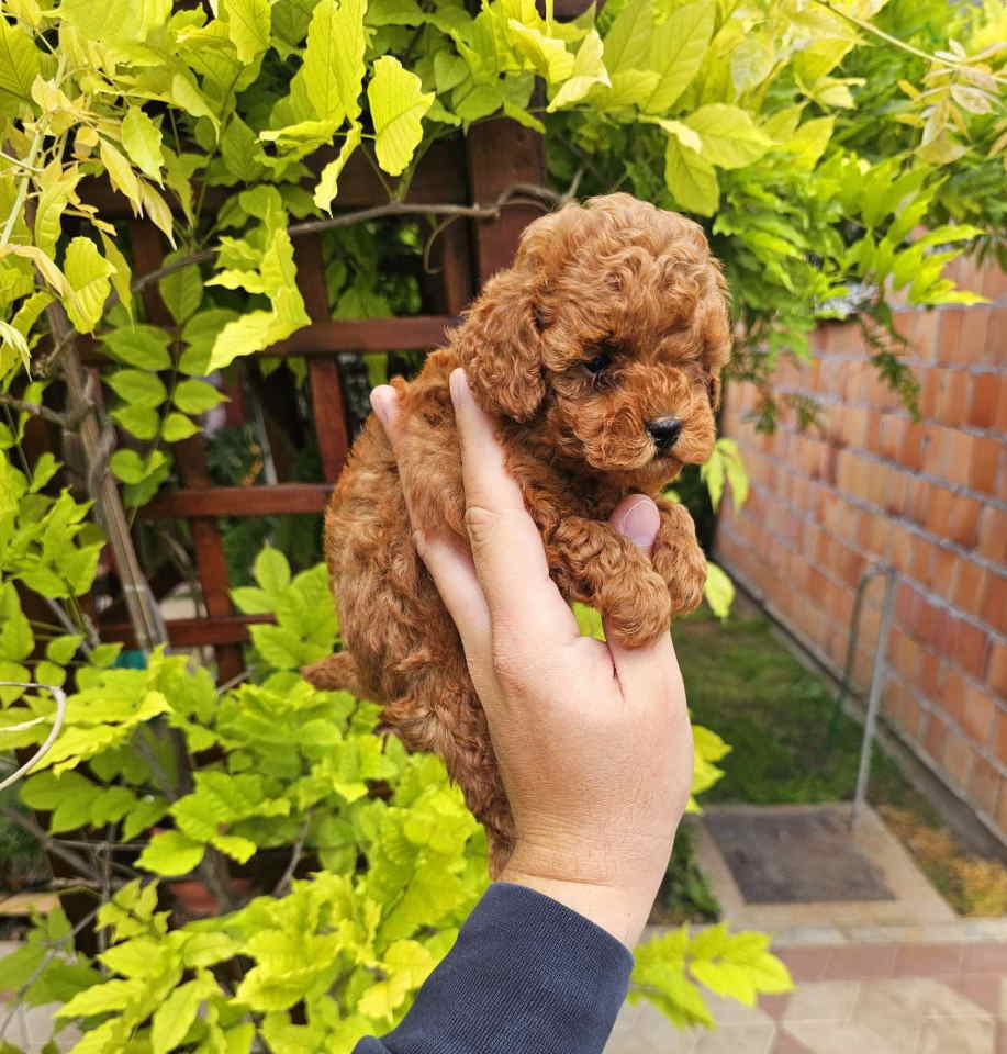 Teddy bear toy PUDLE