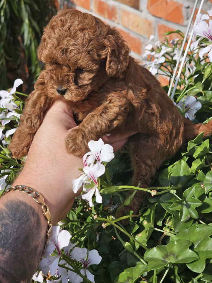 Teddy bear toy PUDLE