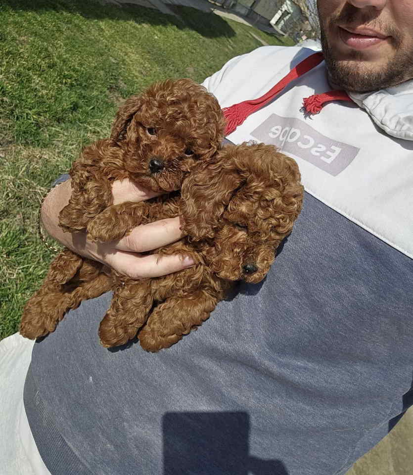 Teddy bear toy PUDLE