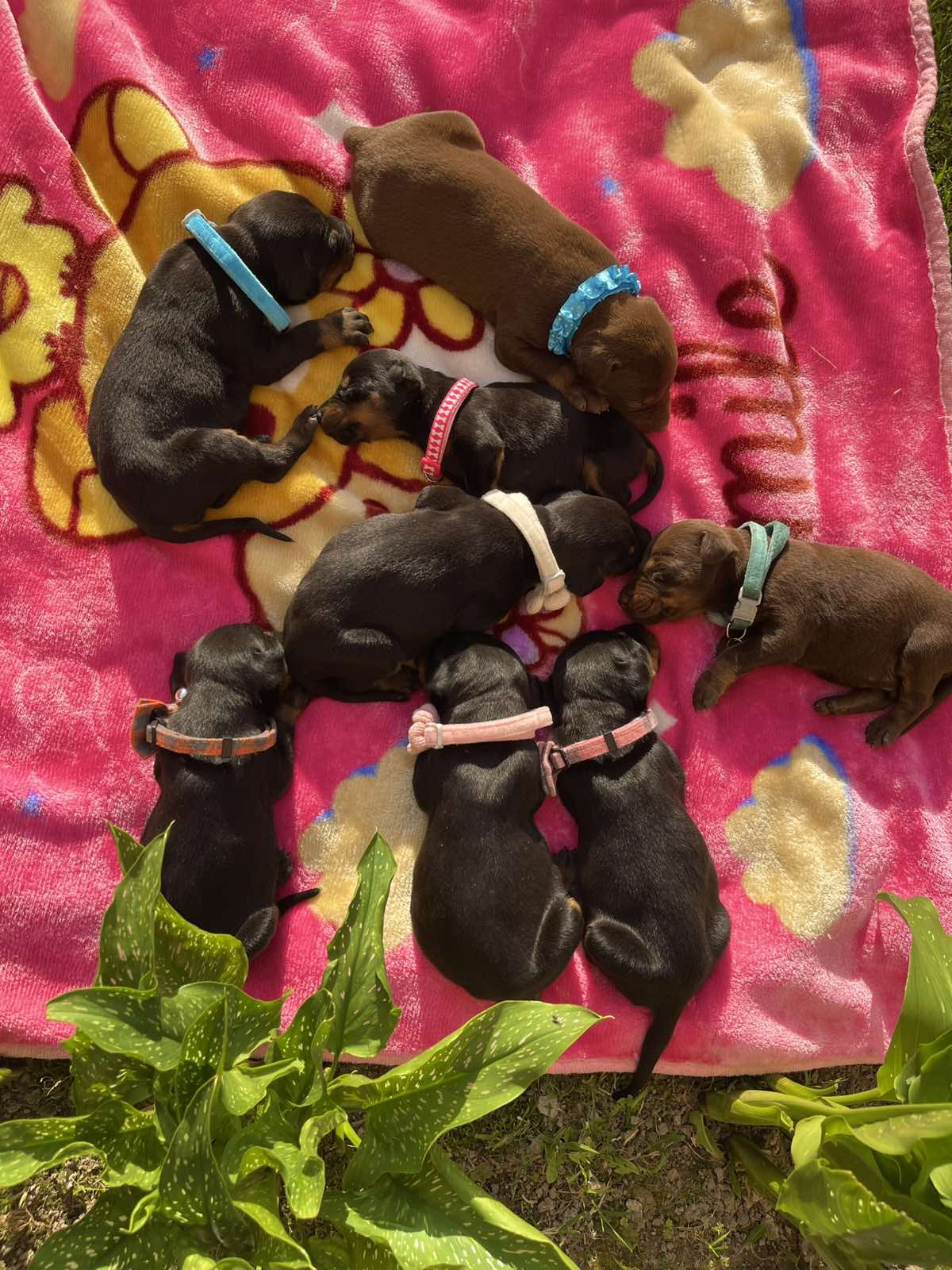Doberman prelepi stenci