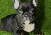Francuski Buldog stenci
