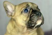 Francuski Buldog prelepi štenci