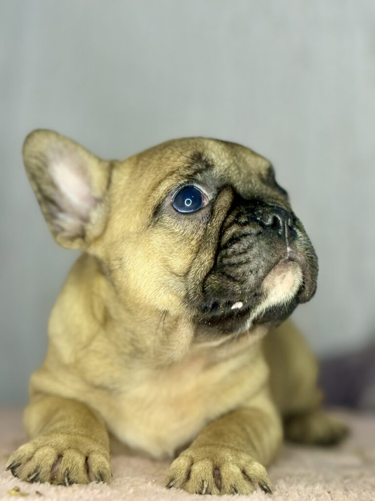 Francuski Buldog stenci