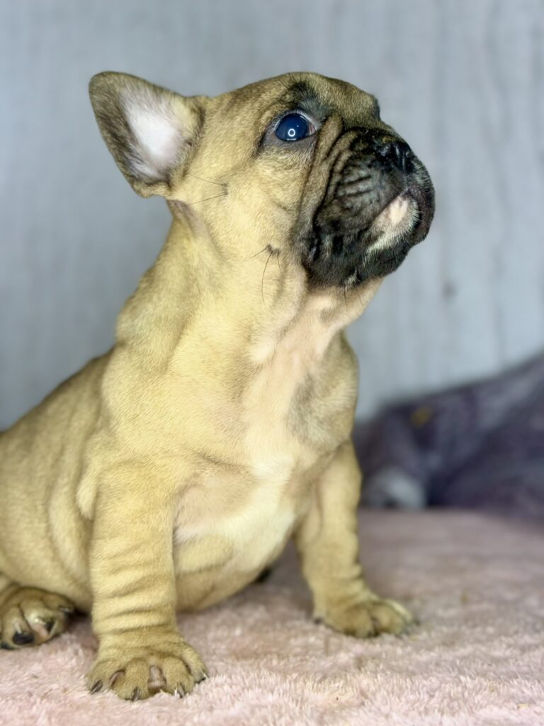 Francuski Buldog stenci