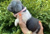 Francuski Buldog prelepi štenci