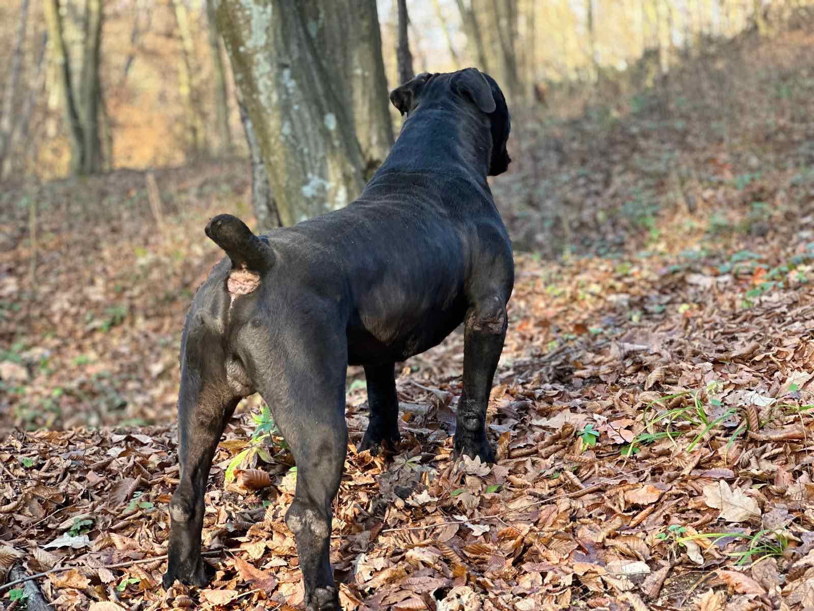 Južnoafrički mastif – Boerboel štenci