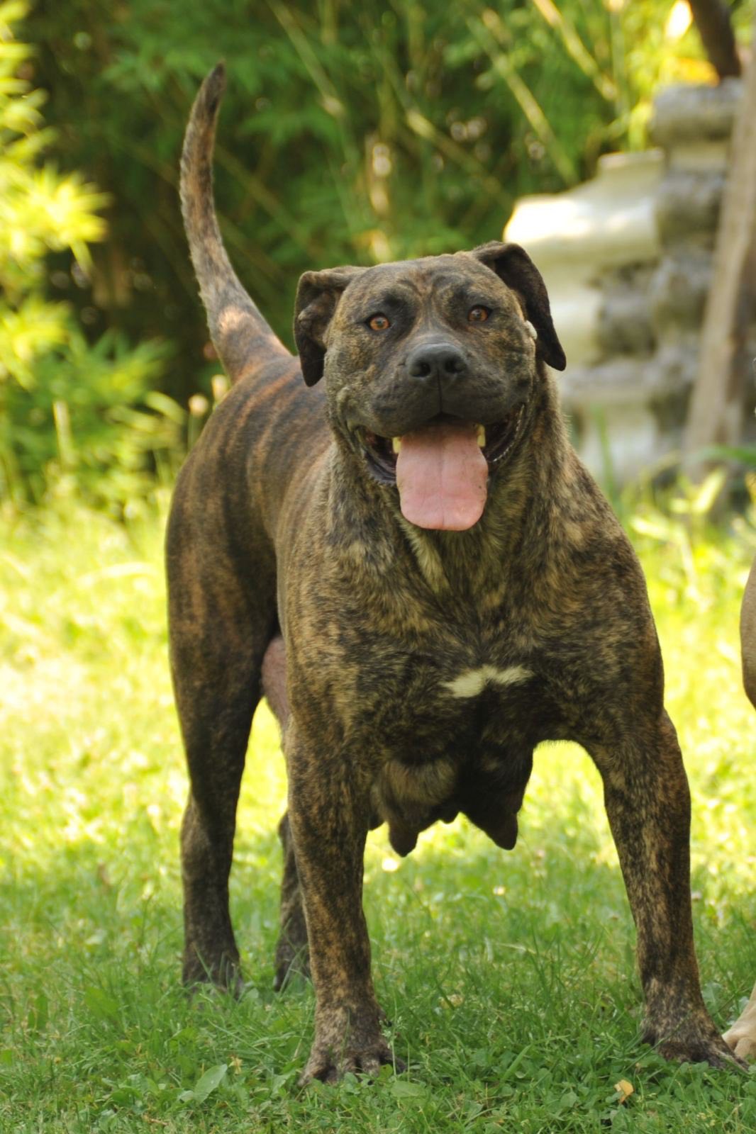 Južnoafrički mastif – Boerboel štenci